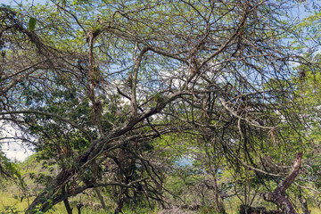 Camino Real, Barichara