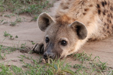 Spotted hyena face closeup, Masai Mara National Park, Kenya.