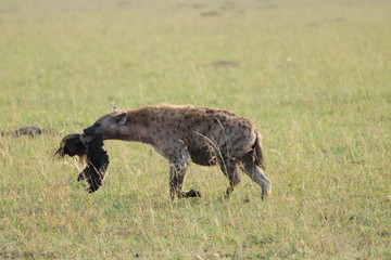 Naklejka na ściany i meble Spotted hyena carrying a wildebeest skin, Masai Mara National Park, Kenya.