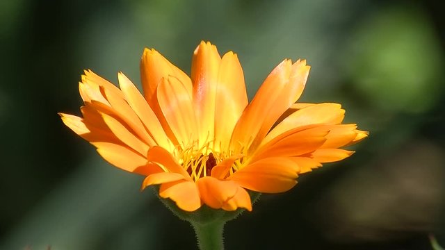 Eine orange Ringelblumenbl&uuml;te wiegt sich im Wind