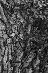 Monochrome abstract photo of a close up bark on a tree trunk