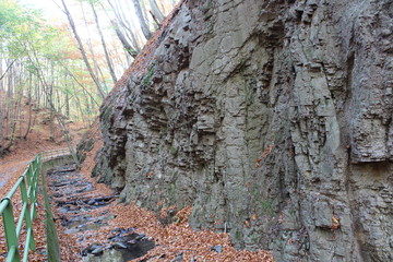 Rocks in the forest