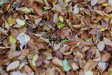 spotted salamander