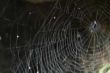 Naklejka premium Spider Web on Dark Background