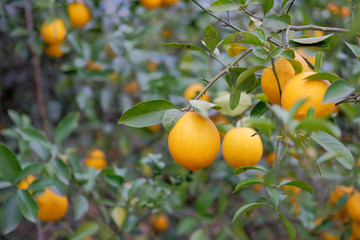 Branches of lemon tree