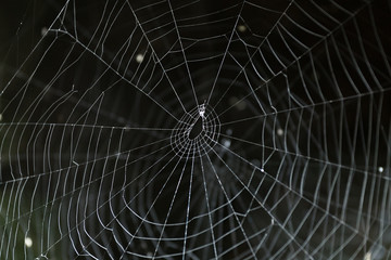 Spider Web on Dark Background