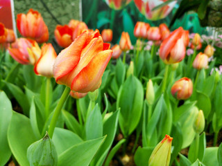 Tulips with water drops against the blurred patterned background.