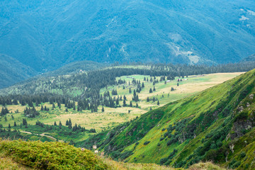 yellow mountain valley in the foot hills surrounded with green forest