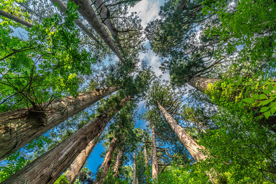 Sugi trees (Cryptomeria japonica) or Japanese Cedar forest at Mount Haguro, One of the sacred mountains of Dewa (Dewa Sanzan). Located in Yamagata Prefecture, Japan's National Treasure