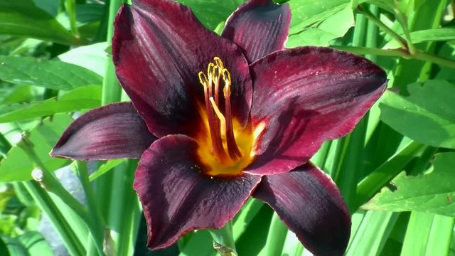 Ein rotbraune Taglilienbl&uuml;te bewegt sich leicht im Wind