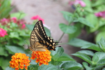 オレンジ色のランタナにとまるアゲハ蝶