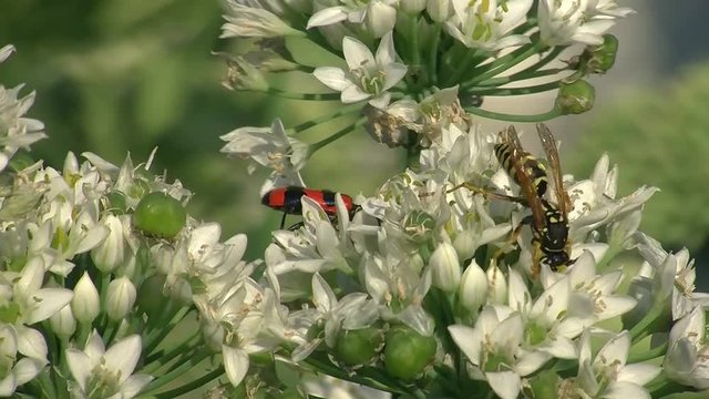 Eine Wespe und ein Bienenkäfer krabbeln auf den Blüten des Schnittknoblauchs