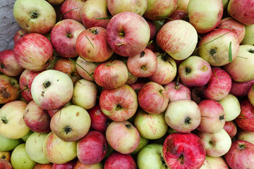 Freshly harvested apples harvested from the ground, closeup for background