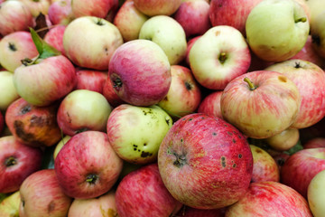 Freshly harvested apples harvested from the ground, closeup for background