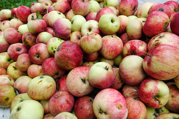 Freshly harvested apples harvested from the ground, closeup for background