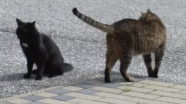 Der graue Kater entfernt sich vorsichtig von der schwarzen Katze