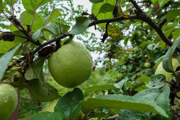 Green apples covered with drops after rain on an apple tree branch