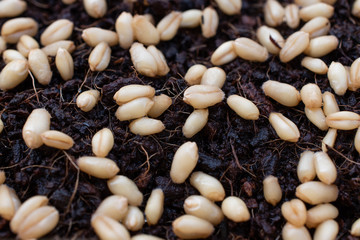 Germinated wheatgrass sees with dew, Wheatgrass is the freshly sprouted first leaves of the common wheat plant.