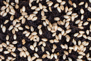 Germinated wheatgrass sees with dew, Wheatgrass is the freshly sprouted first leaves of the common wheat plant.