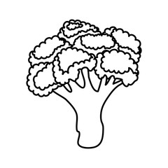 fresh broccoli vegetable nature icon