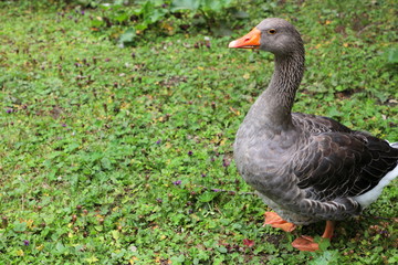 Toulouse goose walking on a meadow