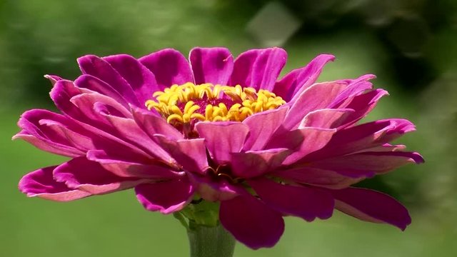 Eine lila Zinnienbl&uuml;te schaukelt im Wind