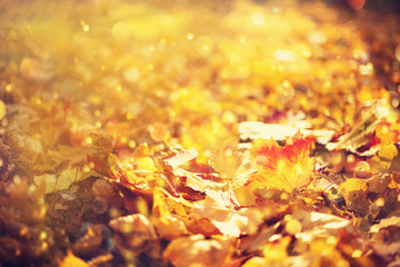 Autumn leaves background. Yellow maple leaf over blurred texture with sunlight, sunny bokeh, copy...
