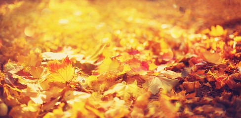 Autumn maple leaves in sunlights, sunny bokeh. Beautiful nature background with forest ground. Banner. Concept of fall season. Golden autumn card