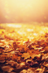 Herfst esdoorn bladeren in zonlicht, zonnige bokeh. Prachtige natuur achtergrond met bosgrond. Banier. Concept van herfstseizoen. Gouden herfstkaart