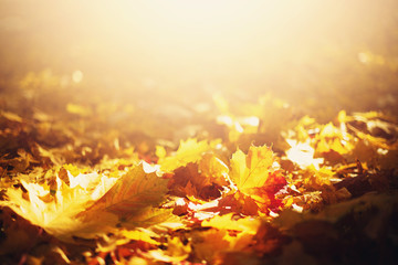 Autumn leaves background. Yellow maple leaf over blurred texture with copy space. Concept of fall...