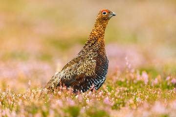 Red Grouse male with red eyebrow, facing right in natural moorland habitat of blooming purple heather.  Horizontal.  Landscape, space for copy.