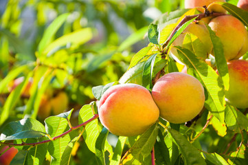 Ripe peaches on tree branches