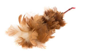 Feather Duster, Isolated on White Background