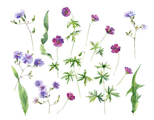 Obraz na płótnie Canvas Set of watercolor red and blue wild flowers
