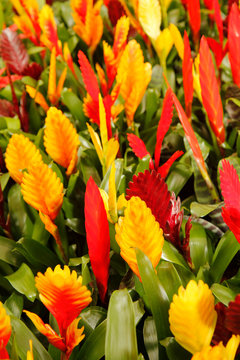 Vriesea for sale. 