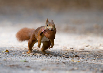 écureuil © Poils&Plumesphotos