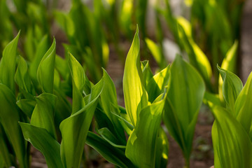 First fresh juicy foliage in the spring sun. Beautiful wild lily of the valley in spring morning forest.