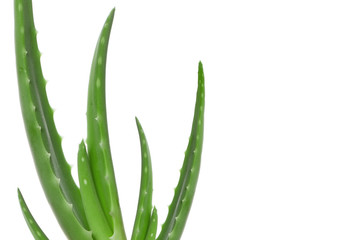 Aloe vera leaves closeup isolated on white background