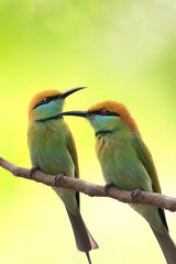 Two birds on a branch and green background.