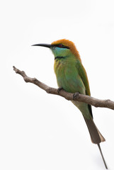 Bird on a branch and white background.