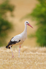 White Stork (Ciconia ciconia) searching for food on a stubble field near Frankfurt, Germany.