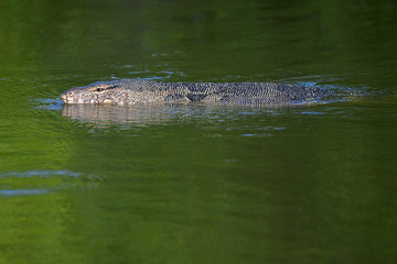 Water Monitor swimming in green pond