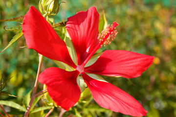 Texas star. Hibiscus coccineus. © Emilio Ereza