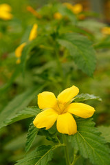 Yellow alder. Damiana. Turnera diffusa or ulmifolia.