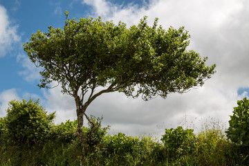 Tree with a crown grown on the right side