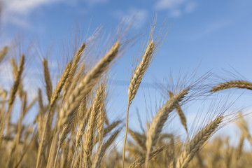 Autumn landscape with golden wheat ear