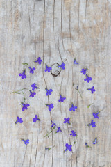 Calm natural background of purple lobelia flower on a wooden sur