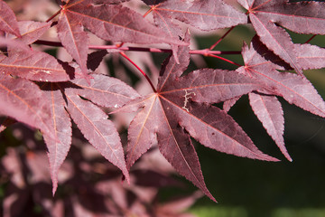 Fall season leaves autumn concept