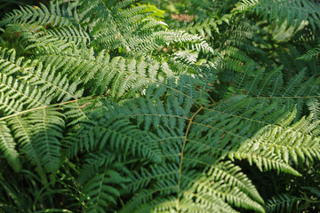 Fototapeta na wymiar Beautiful ferns leaves green foliage. Natural floral fern background