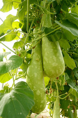 Bottle gourd seeds. Lagenaria siceraria. Nam tao yai. Asian vegetable.